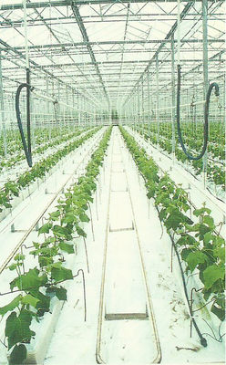 Hydroponic stonewool Grow Cubes